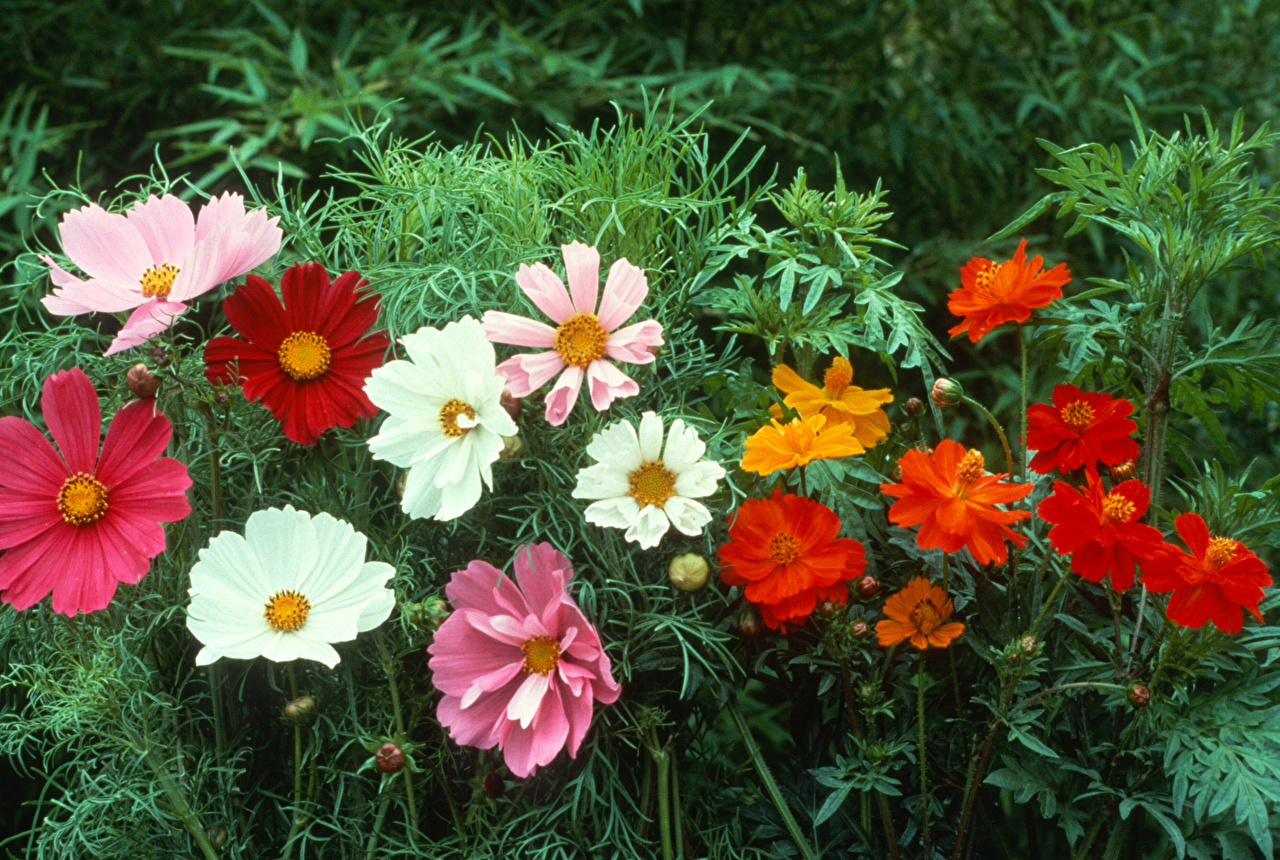 Однолетние цветы цветущие с мая по октябрь фото и названия