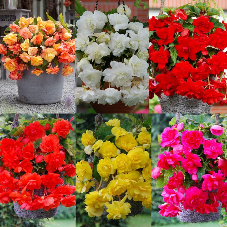 Begonia