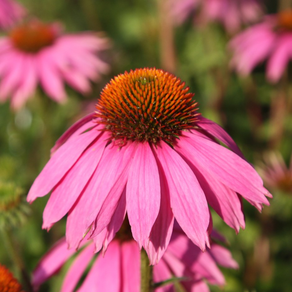 Echinacea Echinacea