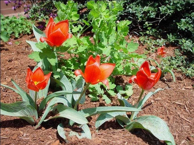 cuidado de los tulipanes