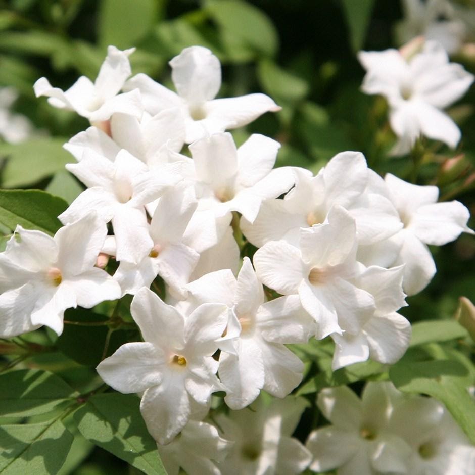 jazm-n-jasminum-officinale