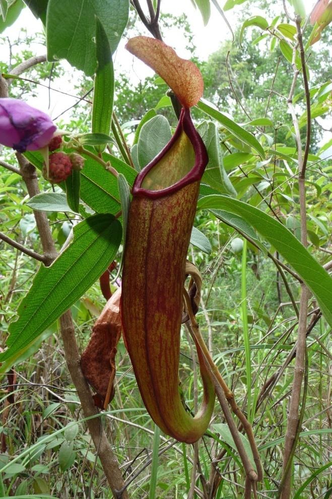 Nepenthes holdenii