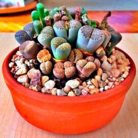 Cactus Piedras vivas (Lithops)