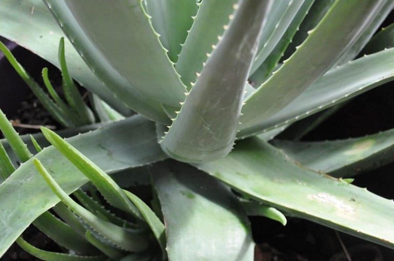 Aloe vera - Sábila