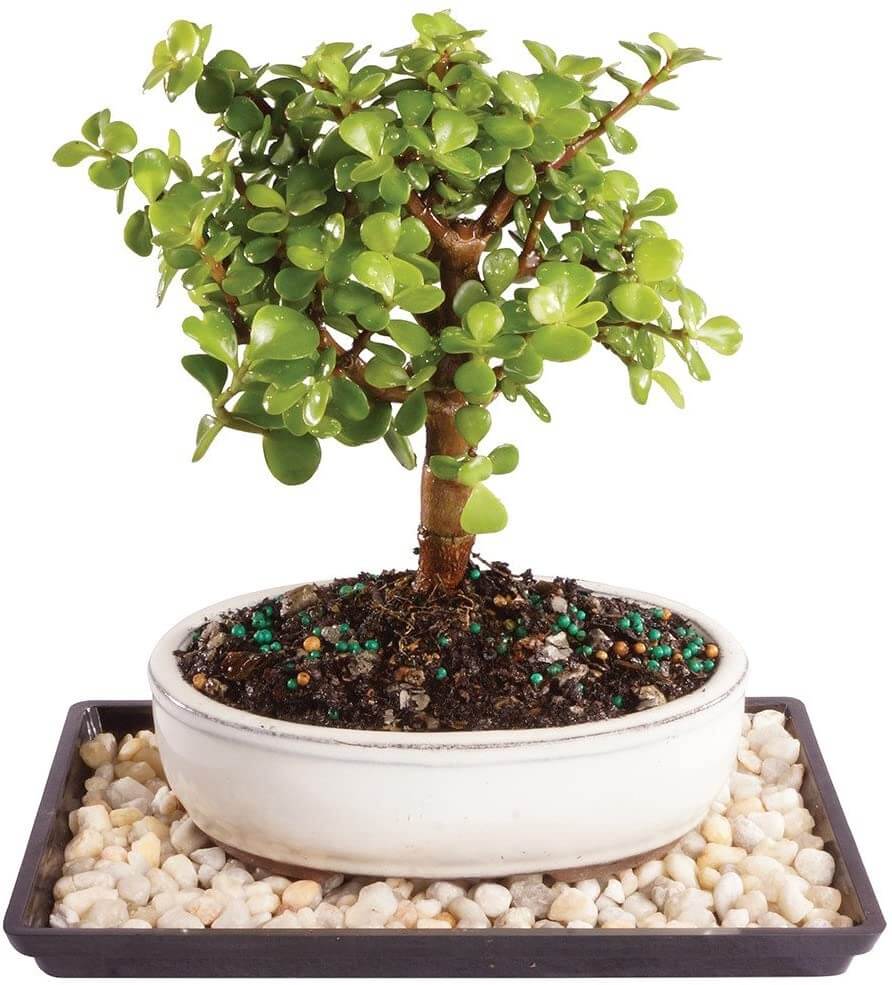 bonsai jade
