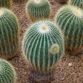 Cactus bola – Echinocactus grusonii