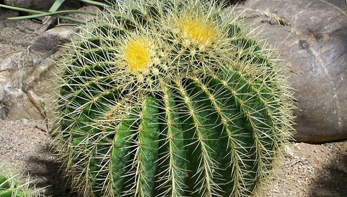 cactus erizo