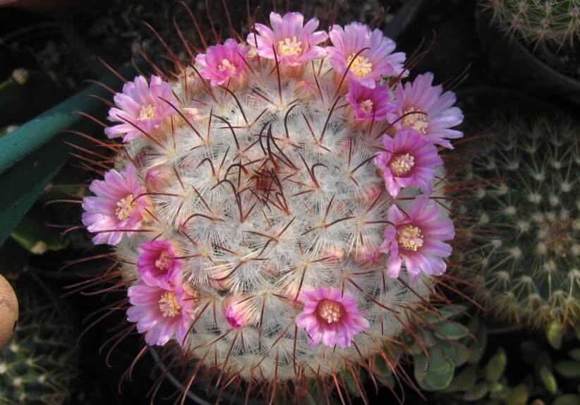 cactus mamillaria