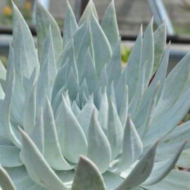 Dudleya – Liveforever