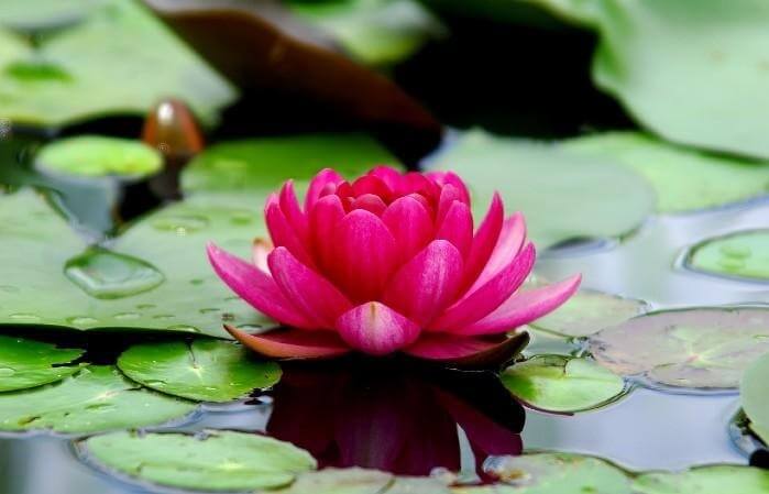 planta flor de loto